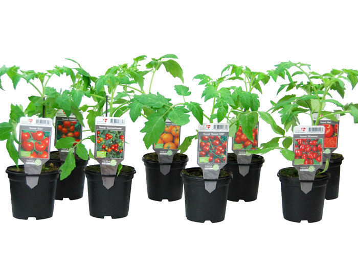 Tomatplanta Mix Ø11 cm